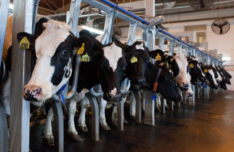 Pas de baisse des émissions agricoles dans l’UE