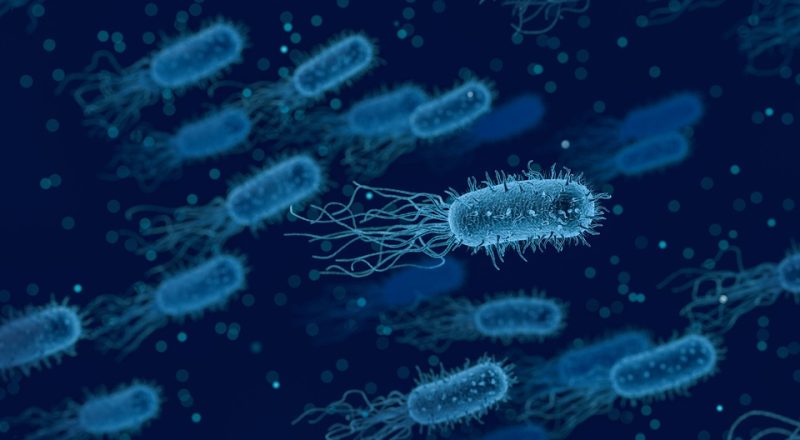 Antibiorésistance : une question de contamination fécale