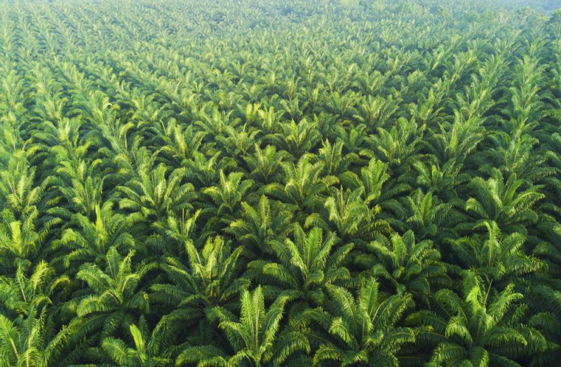 Bataille juridique autour du statut de l'huile de palme