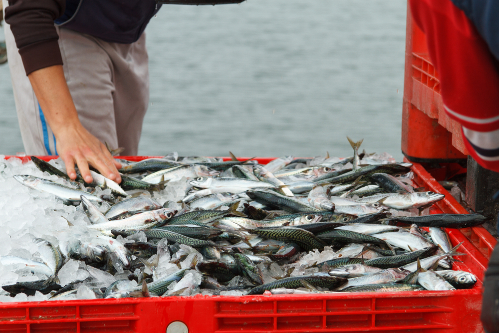 La pêche est un des sujets les plus urgents à régler avec le Royaume-Unishutterstock_1168164340