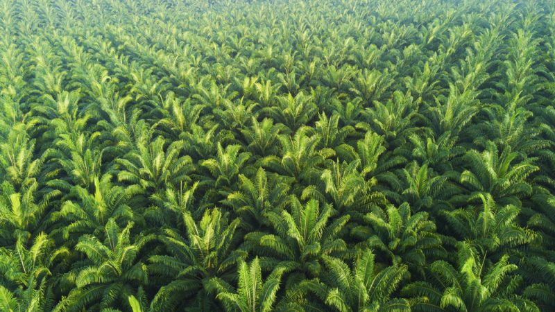 La stratégie européenne sur l’huile de palme s’estompe