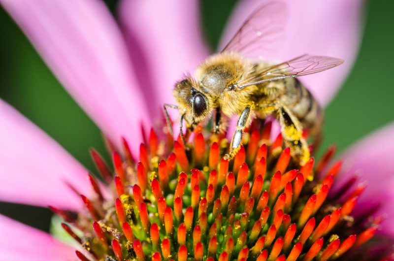 La FAO inquiète pour la biodiversité