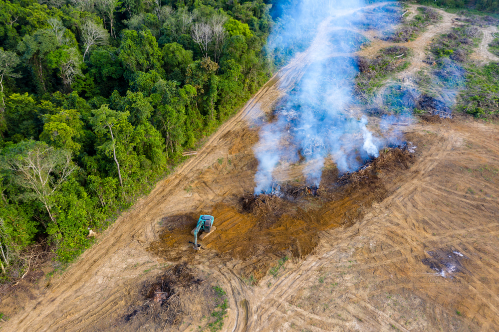 La déforestation de l&rsquo;Indonésie par des incendies a des conséquences dramatiques sur la santé des populations. [Shutterstock.com]