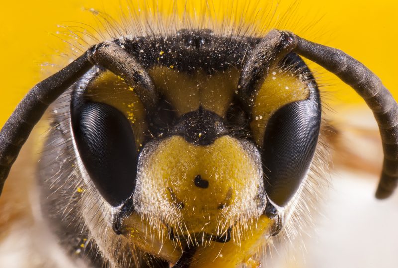 Berlin prépare un plan d’action pour la protection des insectes