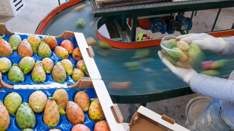 Comment la PAC a sauvé une exploitation de figues de barbarie en Sicile