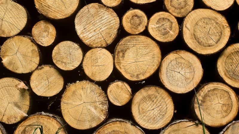 Le bois des forêts n'est pas une énergie renouvelable pour les Européens