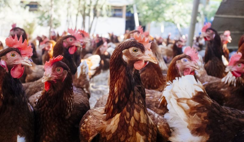 Ébauche d’une stratégie d’agriculture circulaire