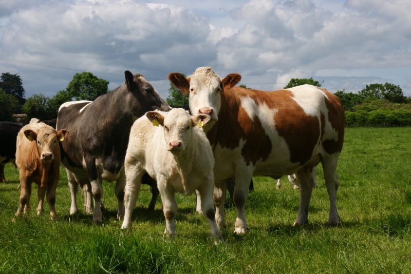 La viande ukrainienne menace le marché européen