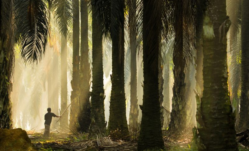 Bruxelles confirme la non-durabilité de l’huile de palme