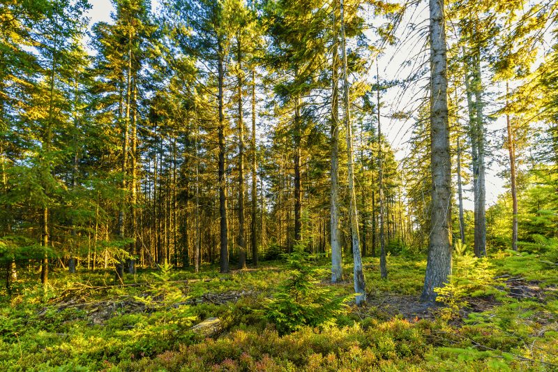 Comment la Commission européenne veut reforester l’Europe