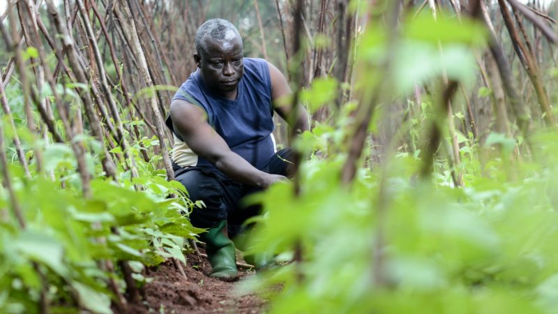 Au Burundi, l’agriculture se développe grâce aux bons pour fertilisants