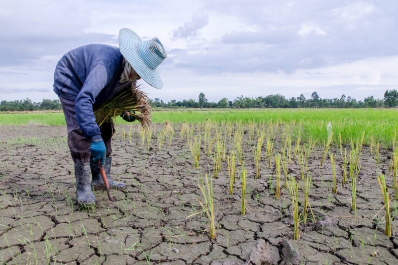Crises alimentaires: 113 millions de personnes touchées en 2018
