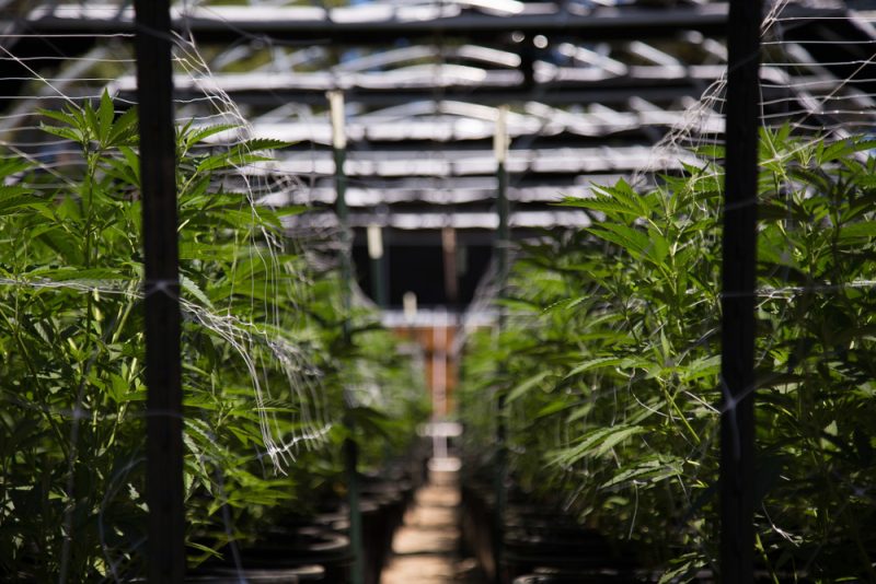 Marijuana: la compétitivité passe par l’efficacité énergétique