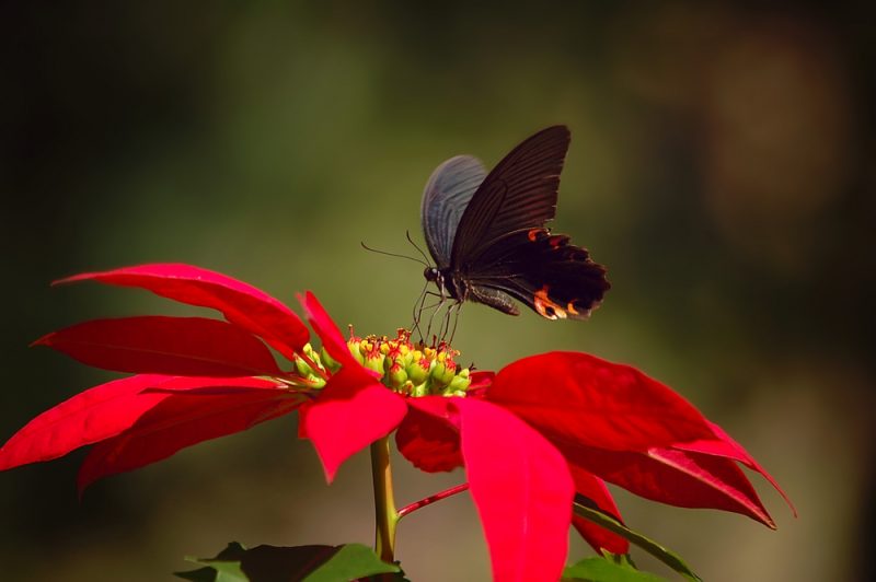 Biodiversité : l’humanité à l’heure du choix