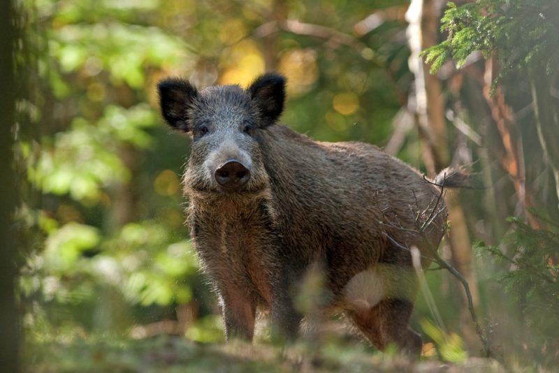 Peste porcine africaine: un mystère belge