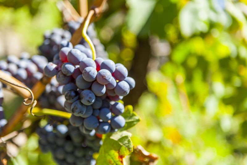 Réchauffement : Bordeaux va tester de nouveaux cépages