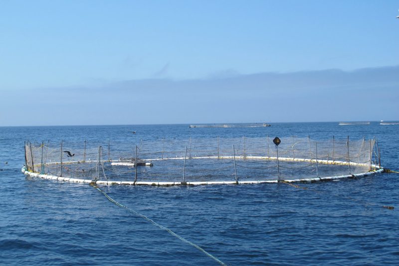 Le Danemark stoppe l’essor de l’aquaculture offshore