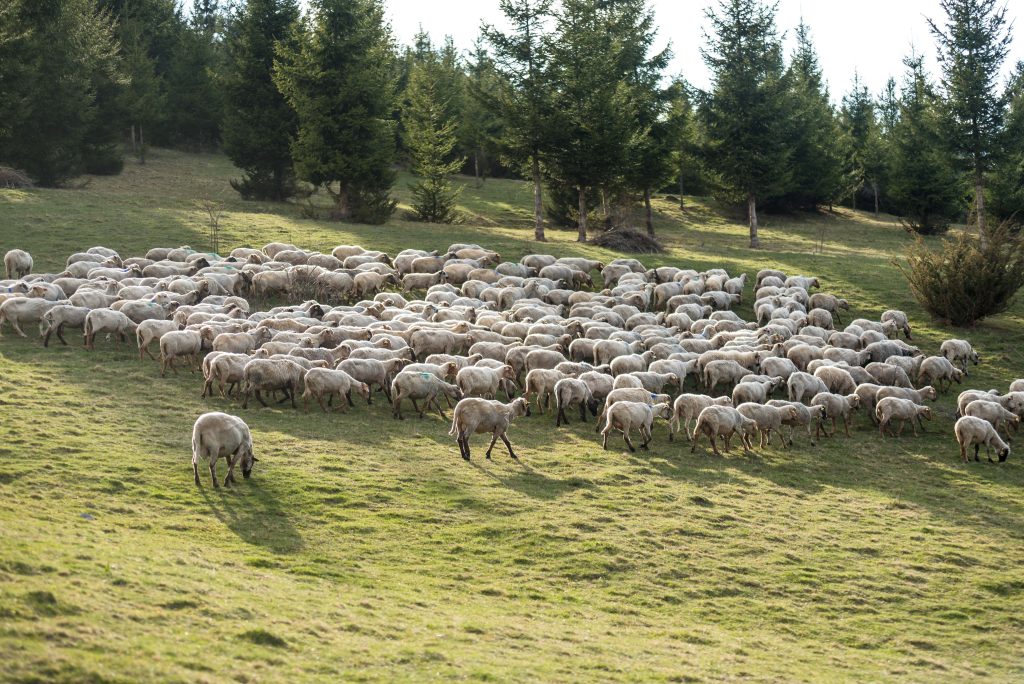 Les exportations de moutons n&rsquo;ont pas cessé en dépit des températures extrêmes.