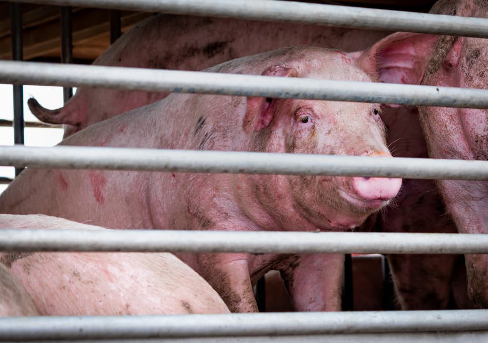 pig