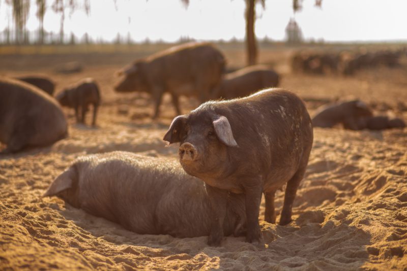 La Croatie prend des mesures préventives contre la peste porcine africaine