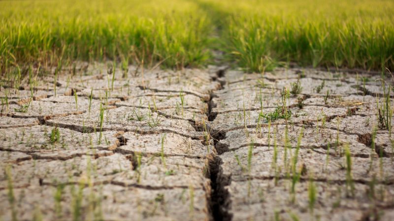 Les terres agricoles du sud dévalorisées par le changement climatique