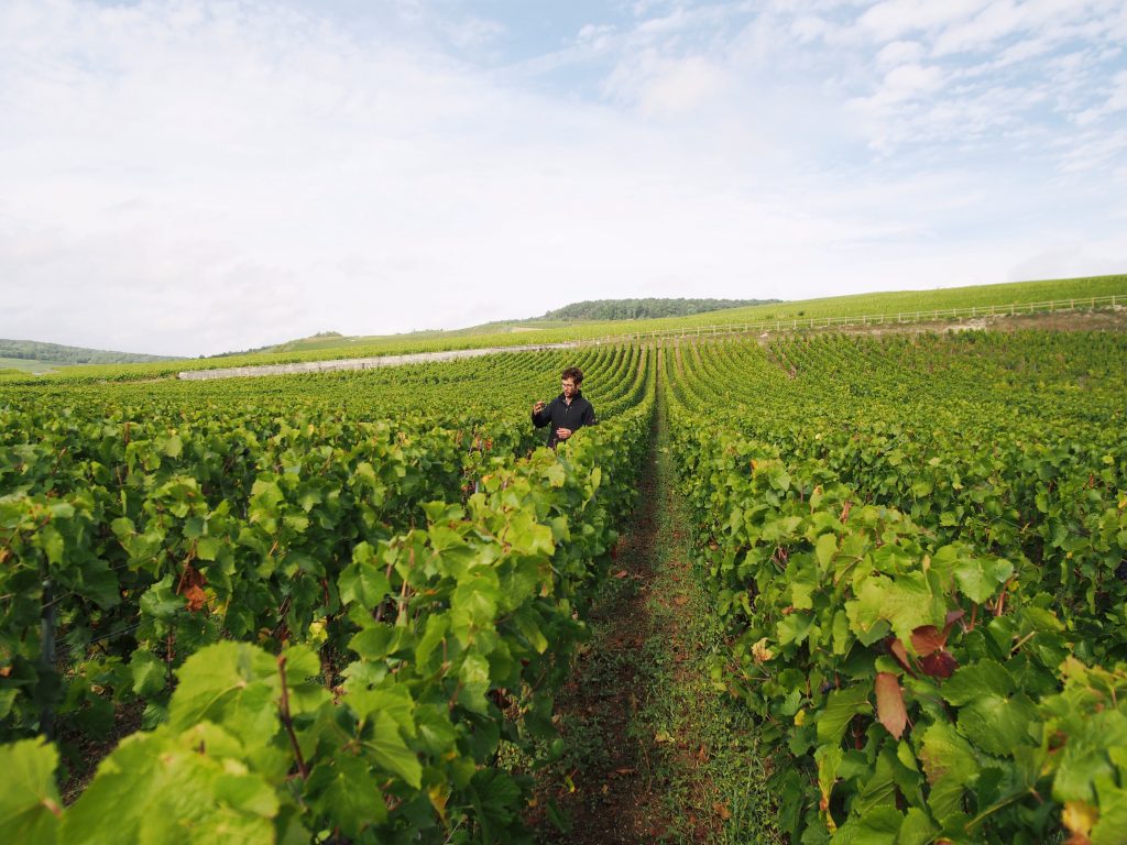 Sur cette parcelle de pinot noir, Paul Gosset pratique l&rsquo;enherbement.