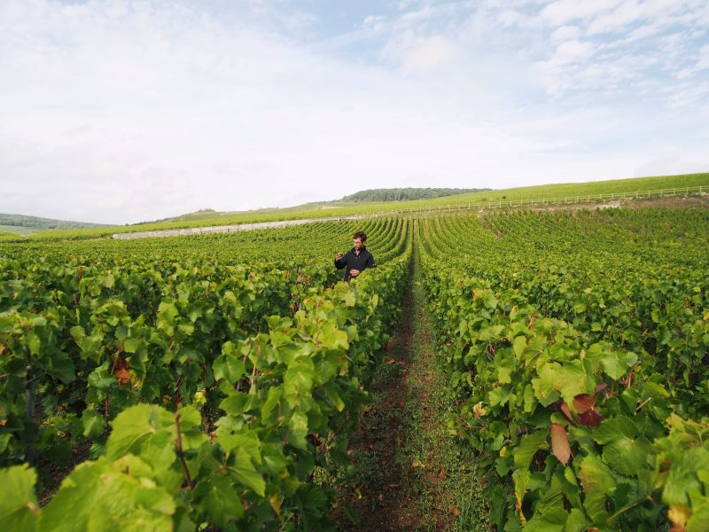 En Champagne, la nouvelle génération accélère le verdissement du vignoble