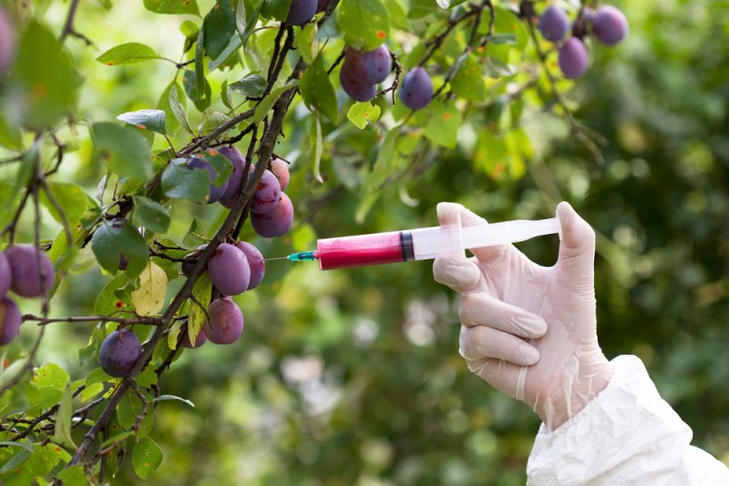 Biodiversité : le trouble jeu du forçage génétique