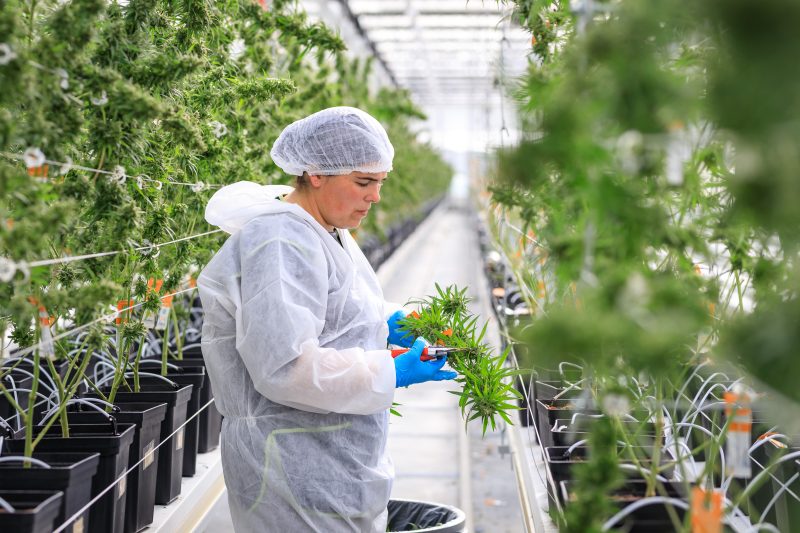 L’UE devrait adopter les normes allemandes en matière de cannabis médicinal