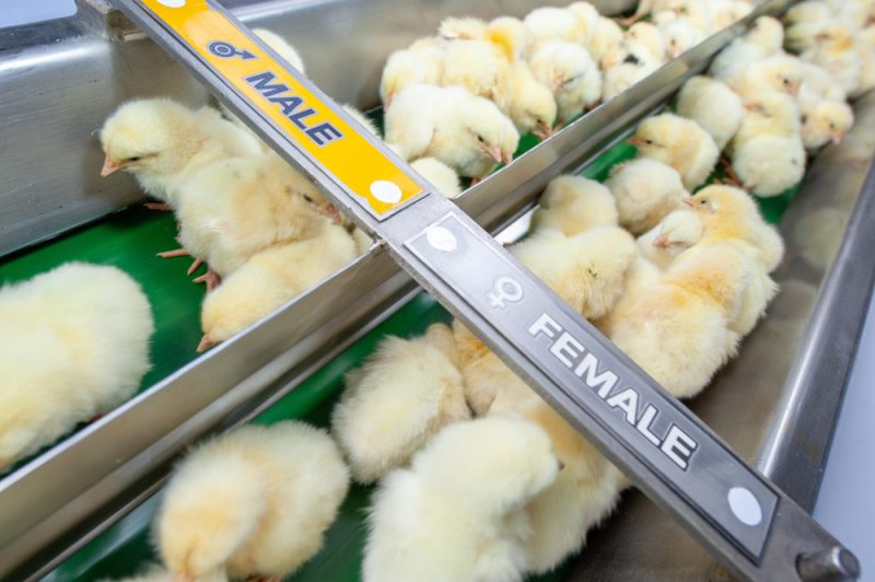 L’Autorité européenne de sécurité des aliments prend les poussins sous son aile