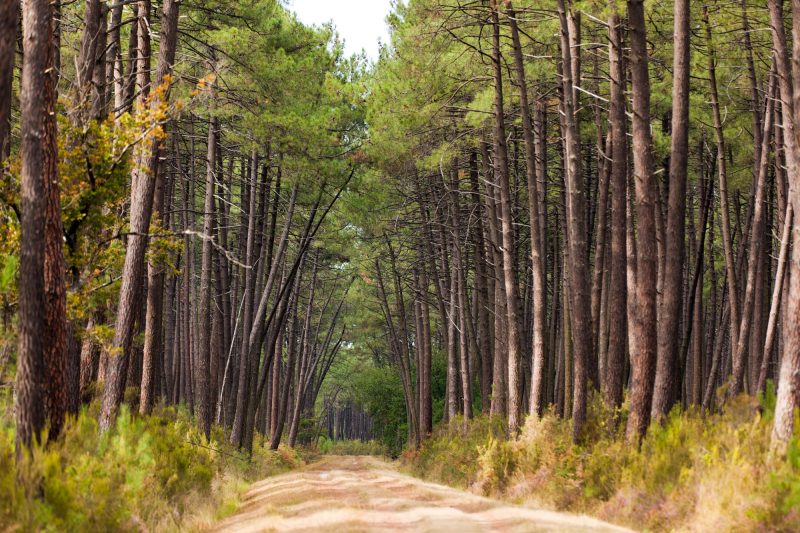 Dans les Landes, les pins victimes de la sécheresse