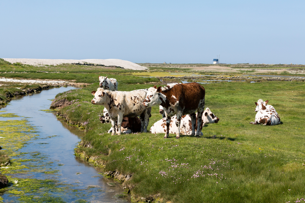 Une bande tampon de 5 mètres entre les cours d&rsquo;eau et les terres agricole va être imposée dans le cadre de la PAC en France.