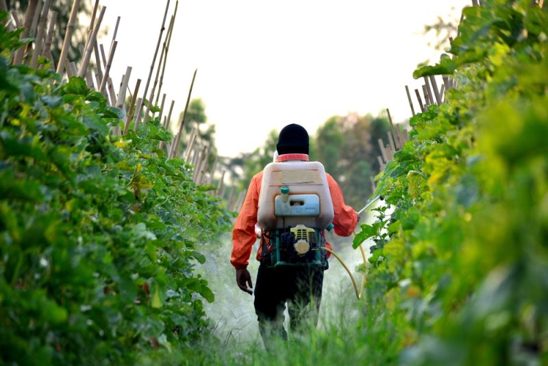 L'UE va interdire l'insecticide thiaclopride