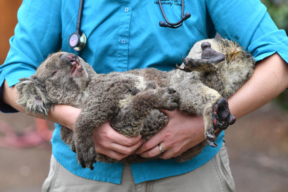 Des koalas en péril en Australie.  EPA-EFE/DAVID MARIUZ AUSTRALIA AND NEW ZEALAND OUT