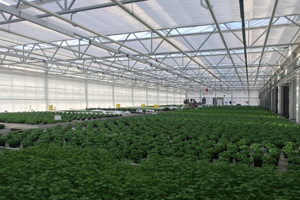 Des poissons et légumes élevés sur les toits pour nourrir les Bruxellois