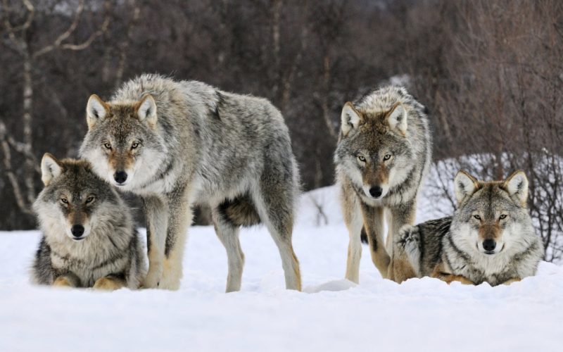 La Bulgarie aurait totalement inventé son rapport Natura 2000