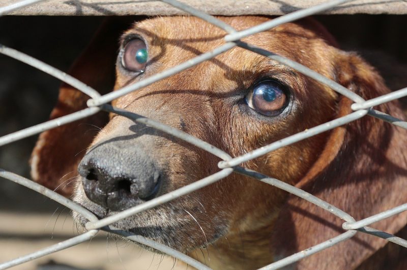 Les eurodéputés veulent mettre fin au trafic illégal de chats et de chiens