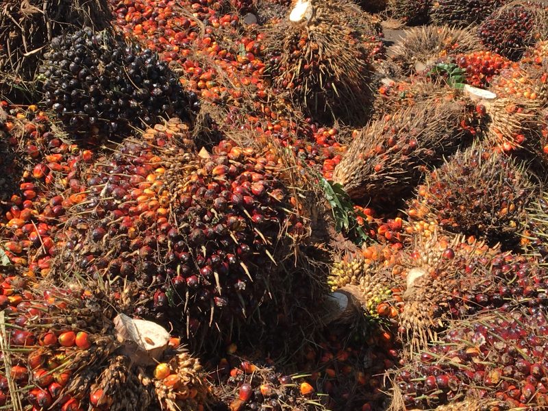 La Malaisie compte sur l’huile de palme durable pour conserver l’accès au marché européen