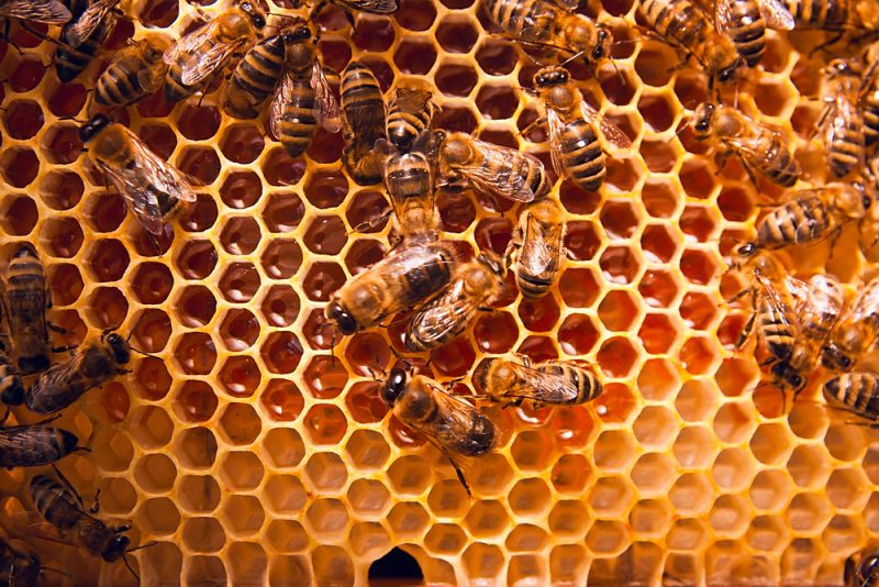 L’importation de miel à bas prix menace les apiculteurs européens