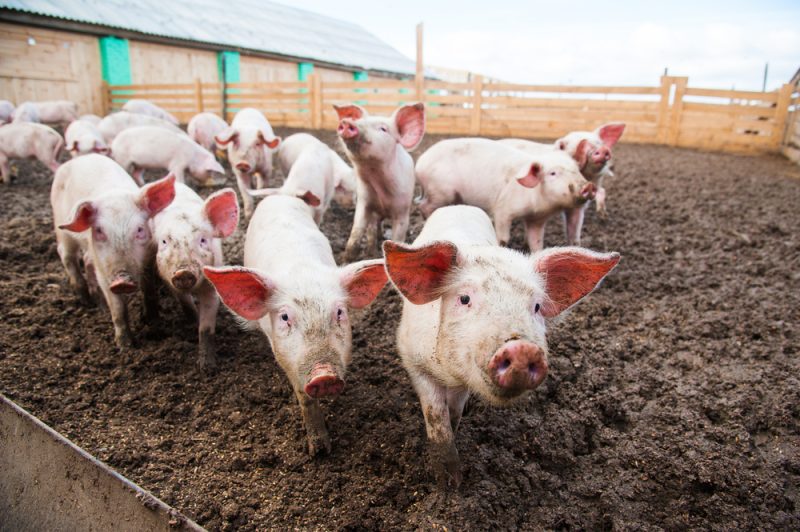 Nouvelles preuves des liens entre nitrates et agriculture en Allemagne