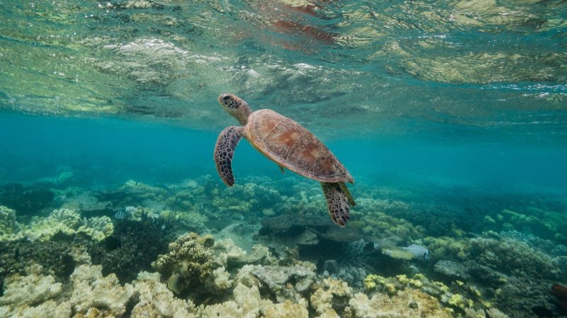 La faune sauvage, en chute libre depuis 1970