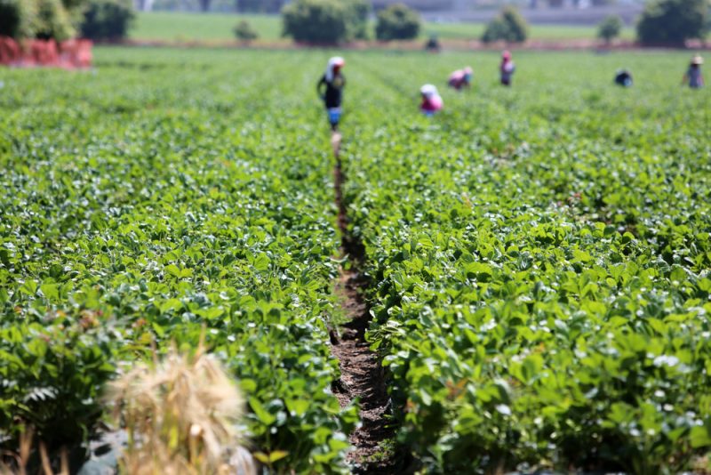 L'Italie recherche désespérément de la main-d'œuvre agricole