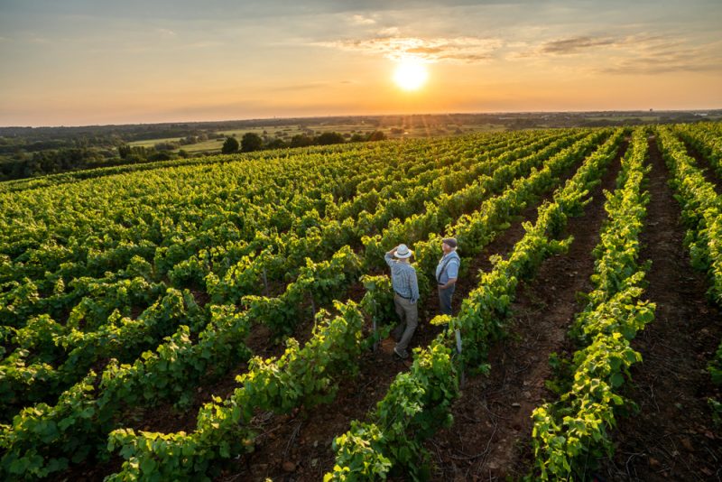 Les eurodéputés demandent plus à Bruxelles pour soutenir le fromage et le vin