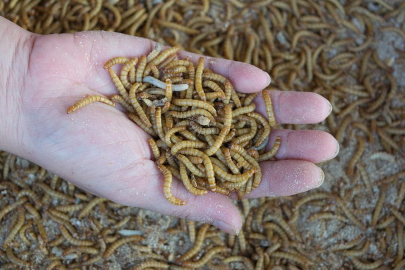 Les insectes, aliments au « potentiel énorme » pour les objectifs de durabilité de l’UE