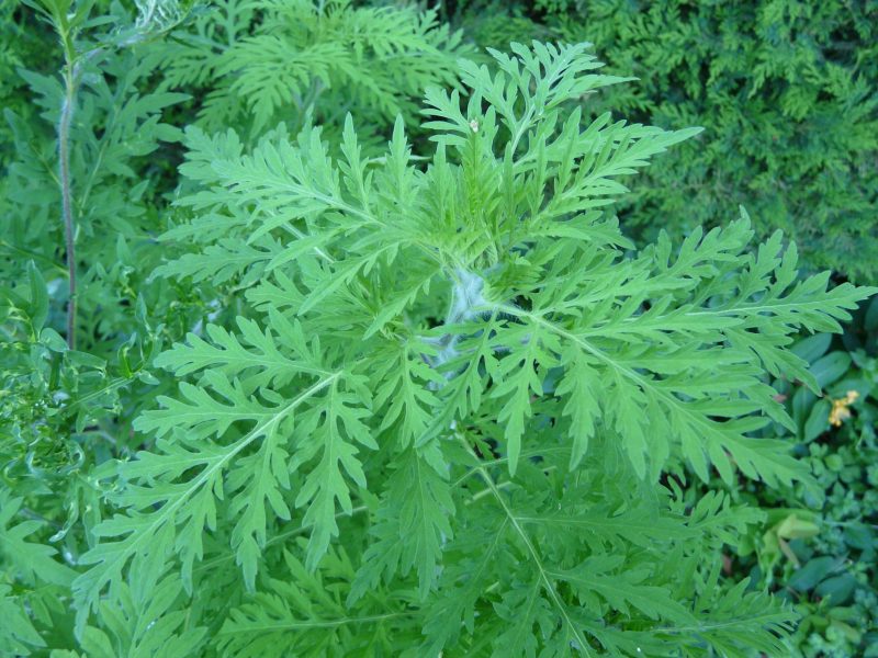 Biodiversité : les plantes invasives nocives aussi pour le climat
