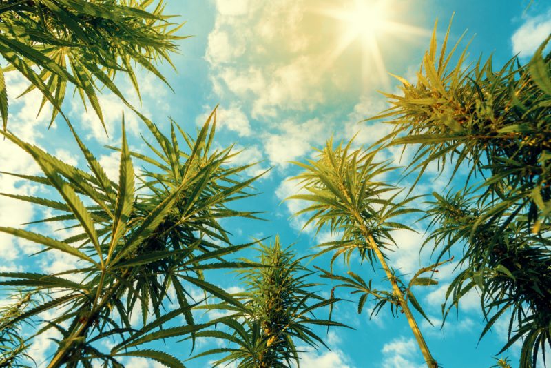 Le marché européen du cannabis médical fait buisson creux