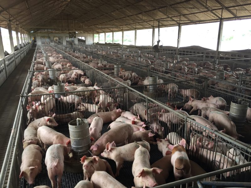 La pandémie de COVID-19, « la goutte d'eau » pour le secteur de la viande