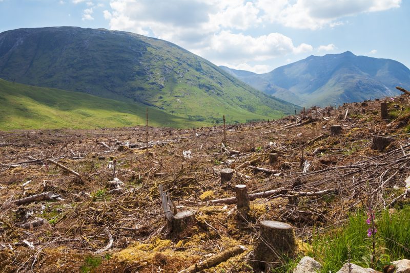 La forêt européenne a drastiquement rétréci au cours des dernières années