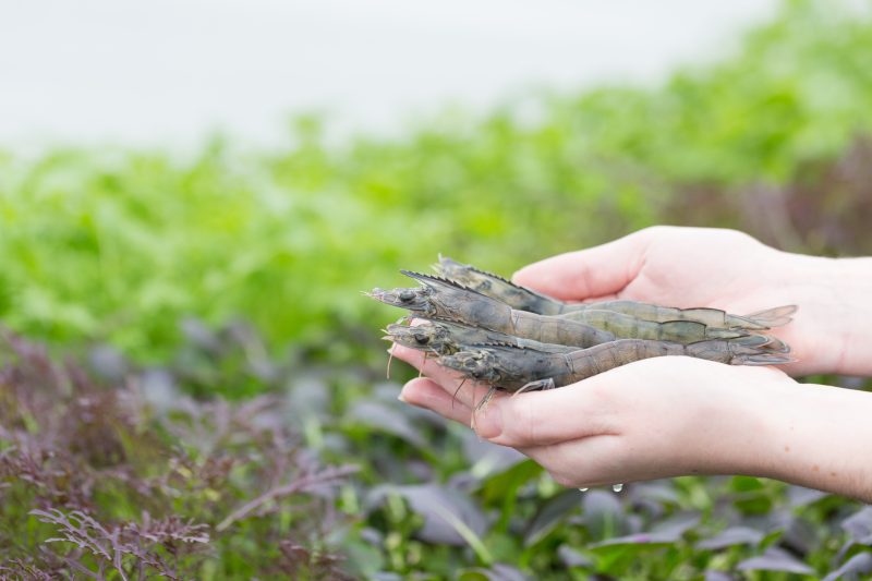 Agriloops cultive crevettes et légumes à la mode durable