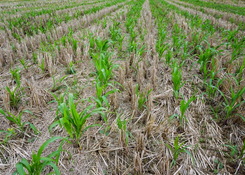 Agriculture durable : les pays de l’UE réclament des études d’impact